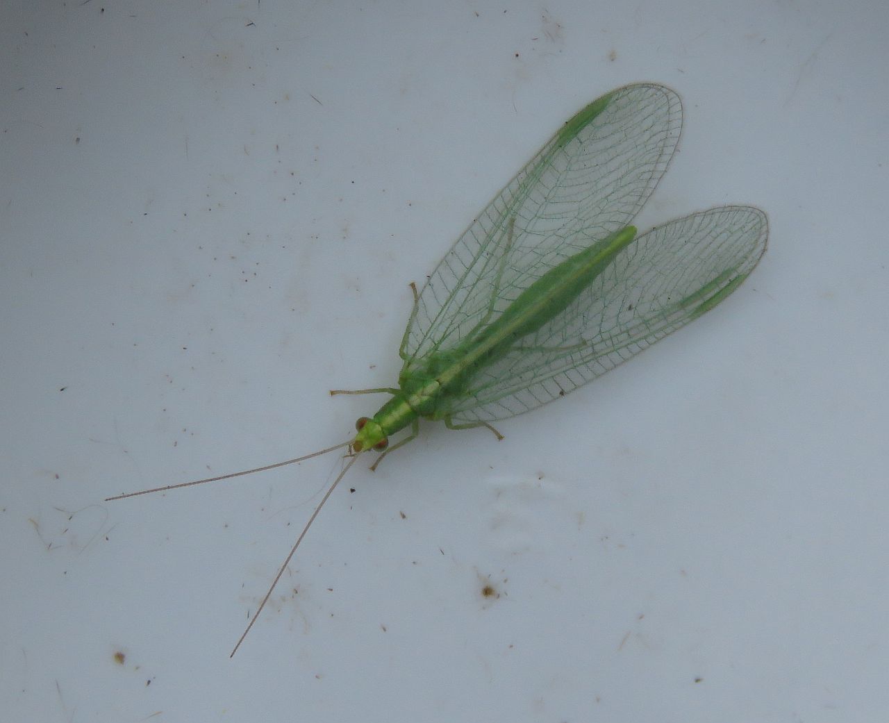  Common Green Lacewing 